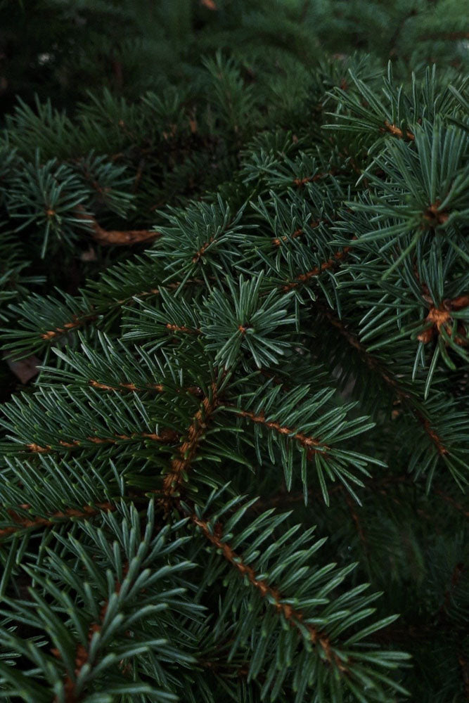Candela in cera di soia Gennaio - La Calathea
