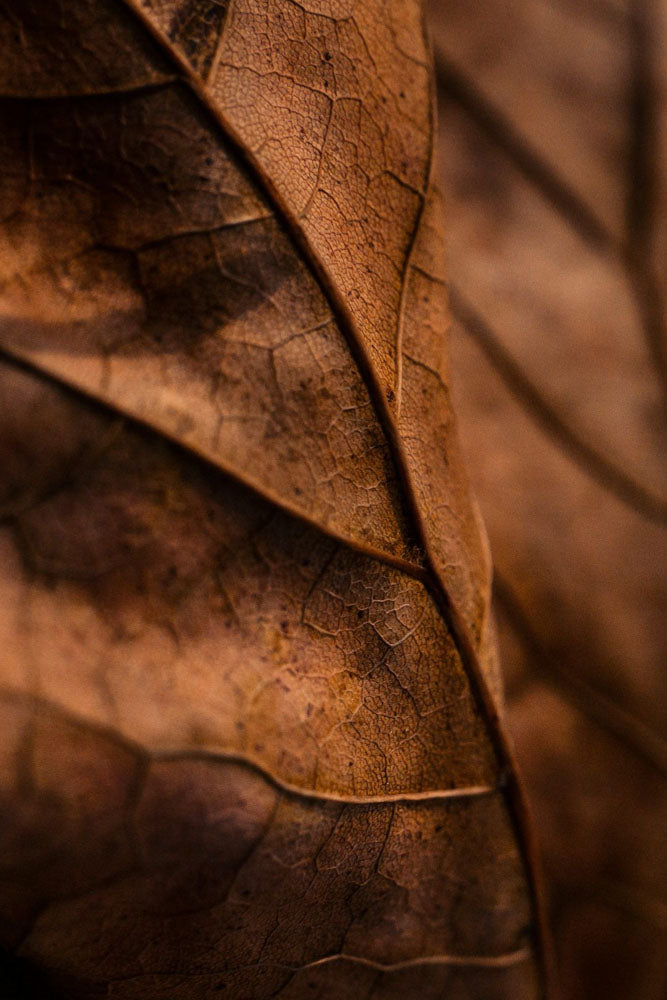 Candela in cera di soia Novembre - La Calathea